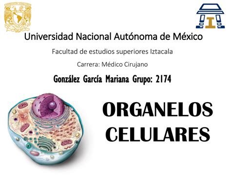 Organelos Celulares Origen Y Morfología Warning Tt Undefined
