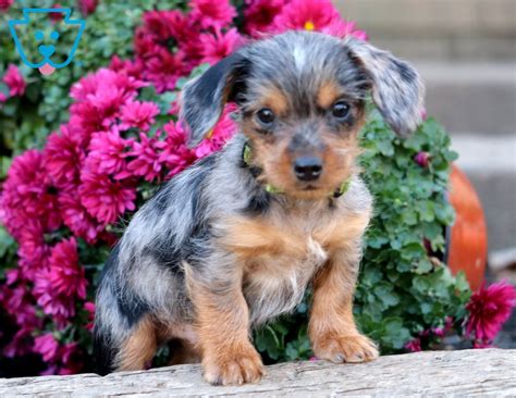 Some mini yorkies are so small that they can fit inside of a teacup, which is where the term comes from. Buster | Dorkie Puppy For Sale | Keystone Puppies