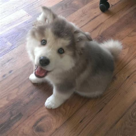 Alaskan Malamute Husky Puppy Husky Puppy Malamute Puppies Puppies