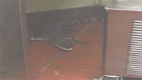 Florida Man Allegedly Tosses Gator Into Wendys Drive Thru Window