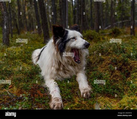 An Old White Dog Of The Yakut Laika Breed Wearily Lies Yawning In The