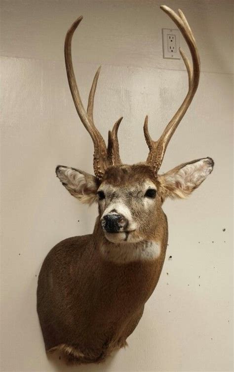 Whitetail Deer Mount Taxidermy Crazy Antlers Done By The Mad