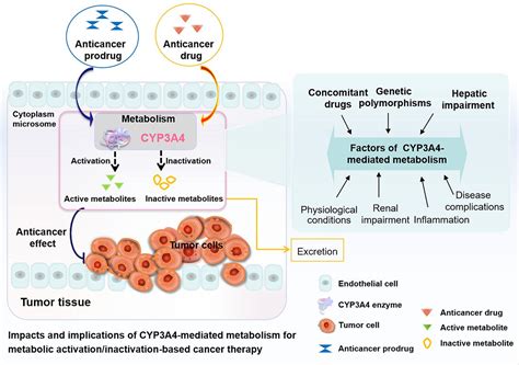 Activationinactivation Of Anticancer Drugs By Cyp3a4 Influencing