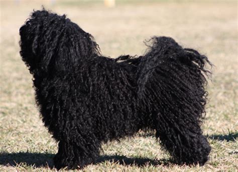 The tight curls of the coat appear similar to dreadlocks. Hungarian Puli | Dog Breeds Facts, Advice & Pictures ...
