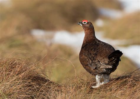 Red Grouse Russ Telfer Wildlife Photography