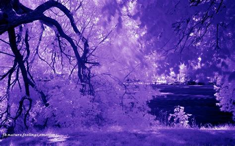 Pin By Nola Macgregor On Perfectly Purple Purple Aesthetic Background
