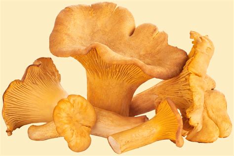 Best Edible Wild Mushrooms All Mushroom Info