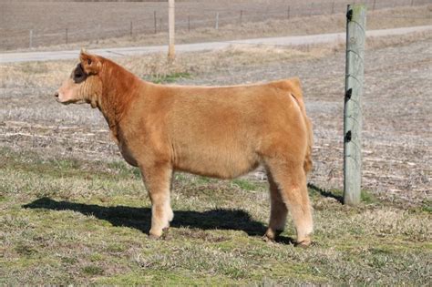 rcc blog elliott cattle company online elite fall born heifer sale