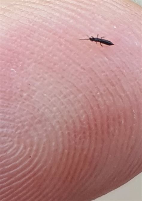 Tiny Black Bugs Secondgaret
