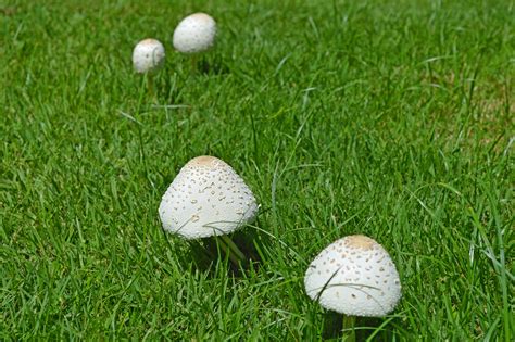 Mushrooms In Your Lawn? - Wells Brothers Pet, Lawn & Garden SupplyWells Brothers Pet, Lawn ...