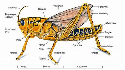 Grasshopper External Structure Anatomy Insect