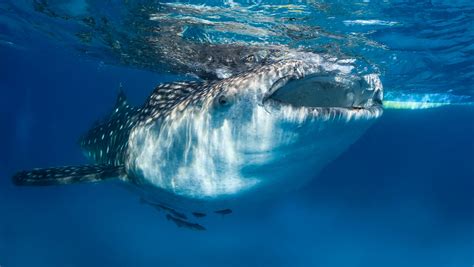 Whale Shark Facts You Probably Didnt Know Readers Digest