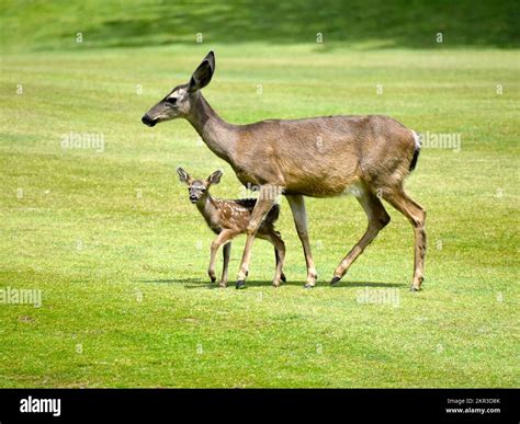 Mother Deer With Fawn Stock Photo Alamy