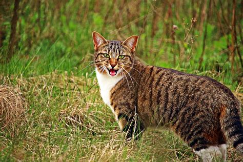 Animal Cat Domestic Cat Eyes Feline Fur Grass Looking Mackerel