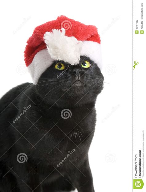 Black Cat Santa Cute Christmas Cat On White Background