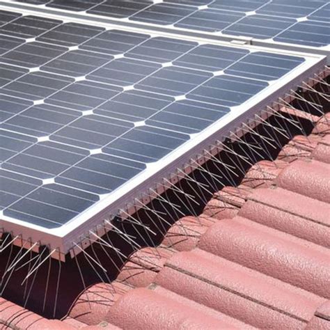 Can advance pest control bristol help? Solar Panel Bird Spikes, Get Rid of Pigeons and Birds from ...