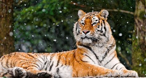 Tiger Snowy Winter Tiger Wallpaper Animal Wallpaper Tiger