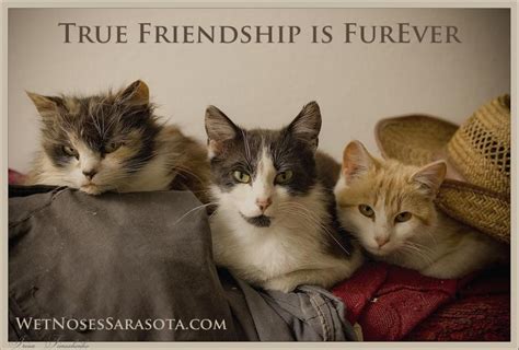 Quote of the day feeds. Cat Friendship Quotes. QuotesGram