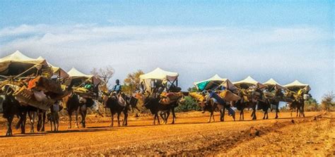 Fulani Caravan With Bullocks Travel Photographs By Rosemary Sheel