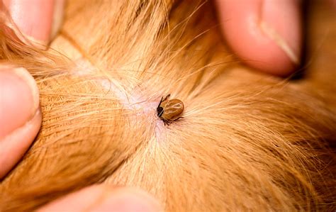 What Are Tick Borne Diseases Your Dog