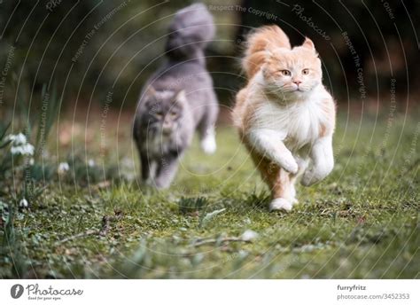 Playful Gray Silver Tabby British Longhair Cat Running Fast On Green