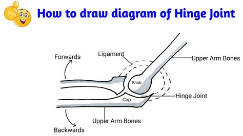How To Draw Hinge Joint Hinge Joint Easy Diagram Hinge Joint