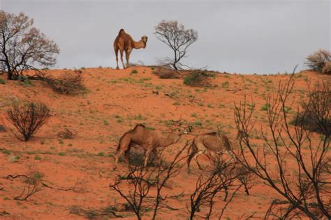 Mr and mrs hall were in the park. Found: A camel with no hump @ ExplorOz Blogs