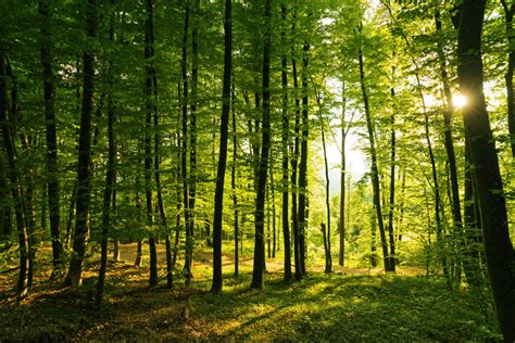 Sustainable Forestry Emerges As A Crucial Concern For 2021
