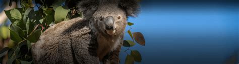 Tickets | San Diego Zoo