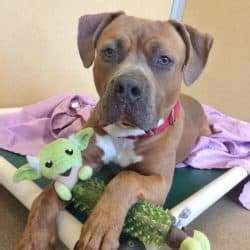 Your new best friend is waiting. Monmouth County SPCA - Homeward Bound Adoption Center Home ...