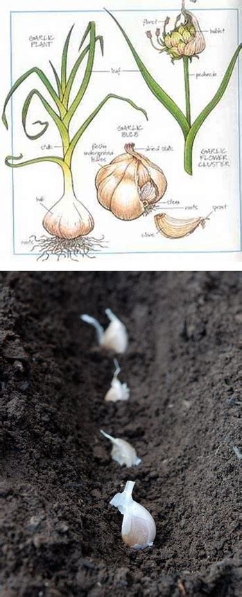 If you pick them too late the outer shell that protects the garlic will have when they look ready to pick them up you click on them and click the basket icon and then you have garlic. Garden Archives - Common Sense Evaluation