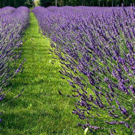 Lavender Phenomenal Lavender Plants Flower Plants