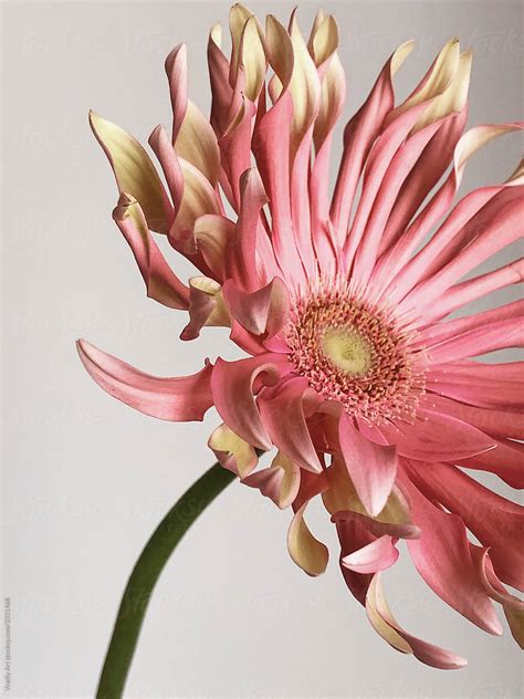 Closeup Pink Flower By Stocksy Contributor Vradiy Art Stocksy