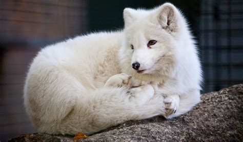 What Are The Predators Of The Arctic Fox Polar Guidebook