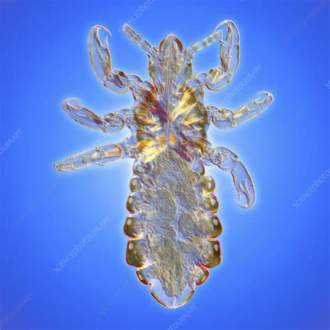 Human Head Louse Pediculus Lm Stock Image C0135282 Science