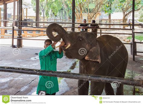An Elephant Calf Waits To Be Fed At The Pinnawala Elephant Orphanage Pinnewala In Sri Lanka