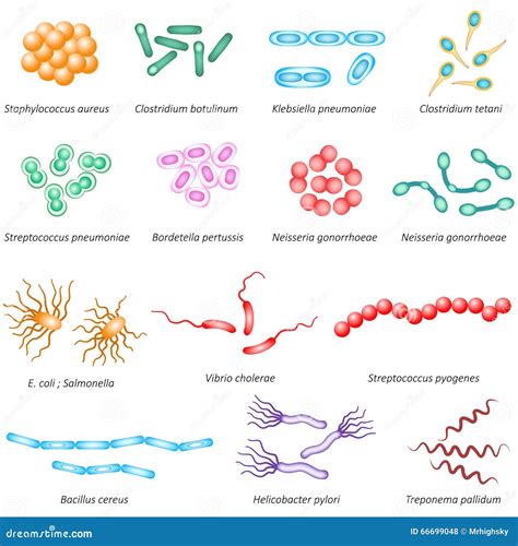 Tipos Comunes De Las Bacterias Ilustración del Vector Ilustración de