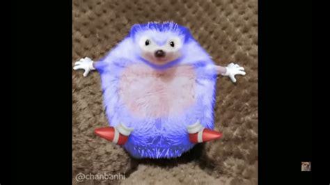 Sonic The Hedgehog In Real Life Copied From Youtuber Youtube