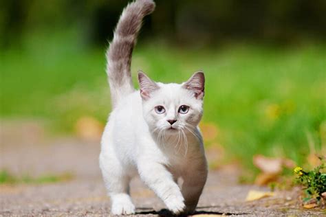 Top 10 Smallest Cat Breeds In The World Depth World