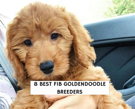10 Best F1b Goldendoodle Breeders In The Usa 2023 We Love Doodles