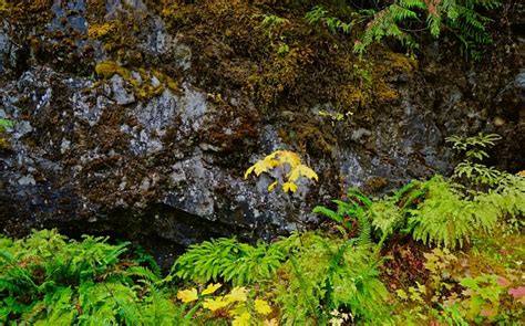 Umpqua National Forest Ferns Stock Photo Download Image Now Angle