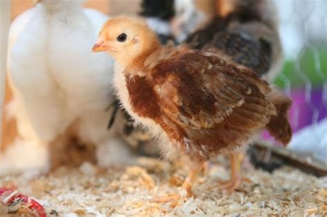 Everything You Need To Know About Raising Baby Chicks