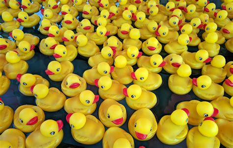 Rubber Duckies Free Stock Photo Public Domain Pictures