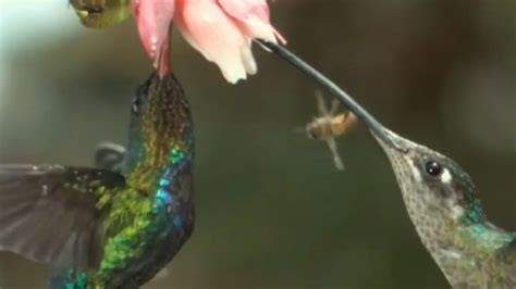 Watch A Hummingbird Slap A Bee In Slow Motion