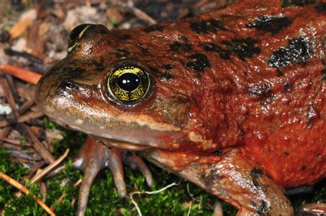 Endangered Species Oregon Spotted Frog Biologybyb