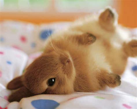 Fat Bunny Rabbit