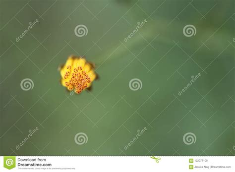 Little Yellow Flower Bud Stock Image Image Of Summer 122077109