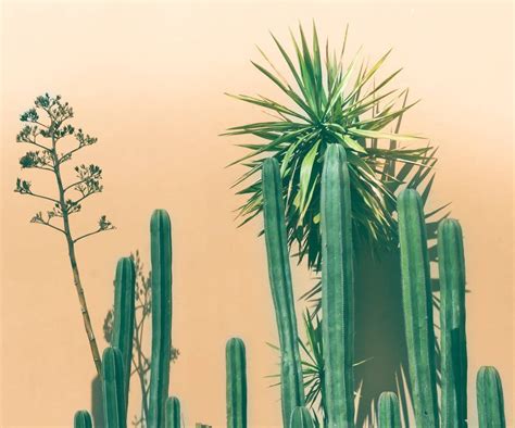Fine Art Photography Tips To Get You To The Next Level Green Cactus