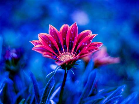 Beautiful Flower Red Flowers Dew Petals Blue Background 4k Ultra Hd