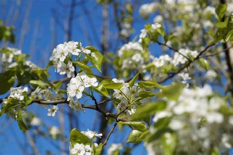 26 Fantastic Flowering Pear Tree Varieties Progardentips